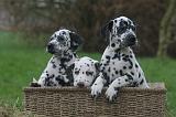 DALMATIEN 496